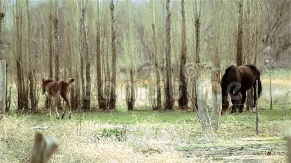 森林中母亲旁边的野生小白视频的预览图
