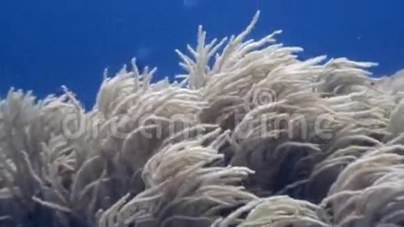 菲律宾野生动物海洋蓝色背景下的白色软珊瑚视频的预览图
