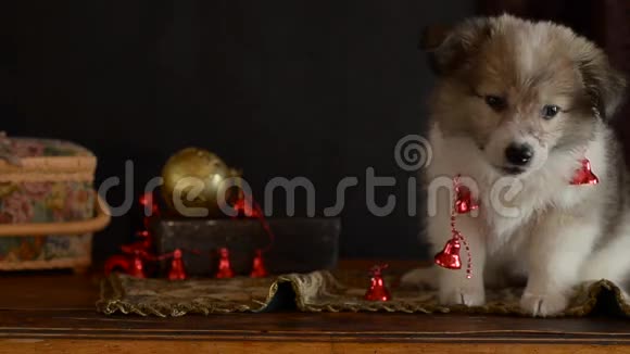 小狗坐在圣诞装饰的旧箱子上玩累了视频的预览图