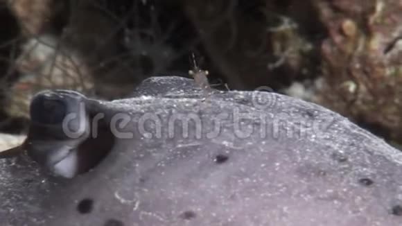 马尔代夫海底海底背景珊瑚上的海洋黄貂鱼特写视频的预览图