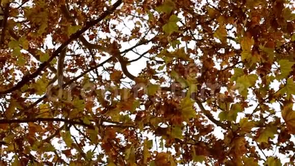 镜头在金色树叶的秋天树的背景下旋转俯视视频的预览图