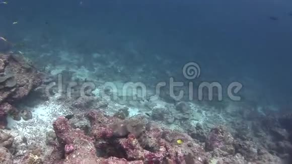 珊瑚礁白鲨背景彩色珊瑚水下马尔代夫海洋视频的预览图