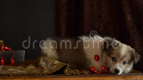 小毛狗躺在圣诞装饰的旧树干上玩累了视频的预览图