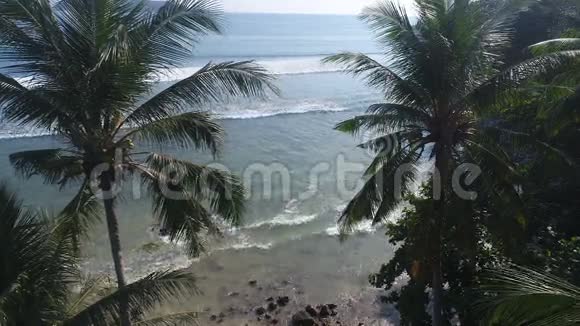 夏季海景和棕榈树视频的预览图