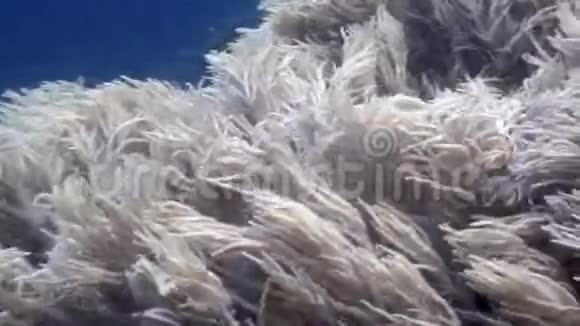 菲律宾野生动物海洋蓝色背景下的白色软珊瑚视频的预览图