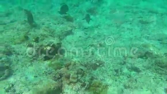 热带鱼类西米兰视频的预览图