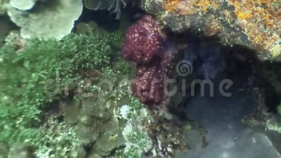 红色和五颜六色的珊瑚水下野生动物菲律宾海洋视频的预览图