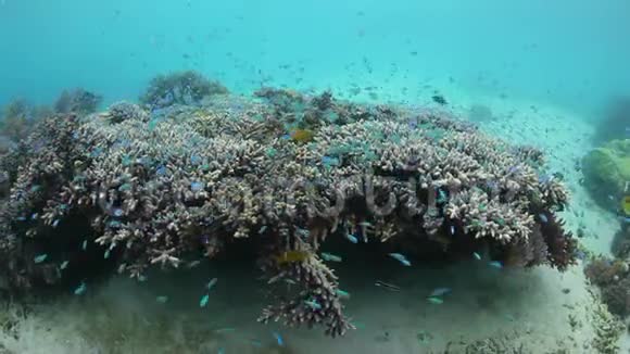 印度尼西亚围绕健康珊瑚的珊瑚礁鱼类学校视频的预览图