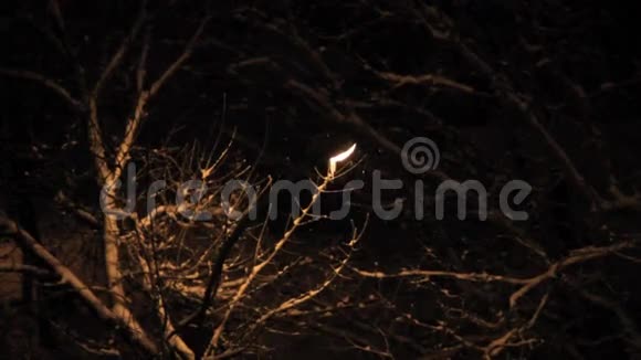 树上的夜轻雪视频的预览图