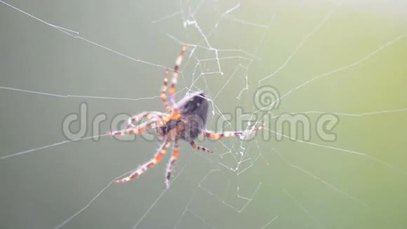 蜘蛛在网上视频的预览图