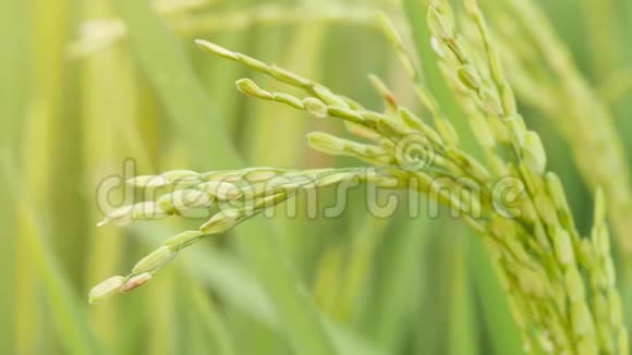 稻田里的稻风摇摆4K慢动作自然耕作背景概念视频的预览图