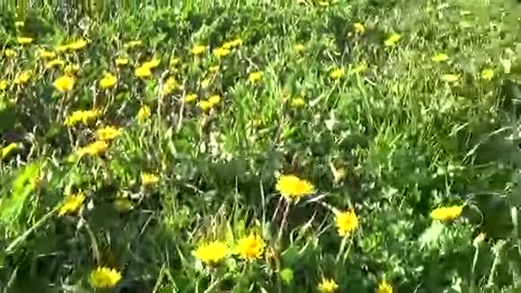春天的草地上有蒲公英删除了Stadicam主观相机的运动视频的预览图