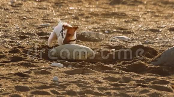 有趣的小狗杰克罗素梗正试图挖掘隐藏在大石头下的野生沙滩视频的预览图