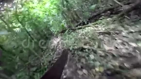 马切特在丛林里闯荡视频的预览图