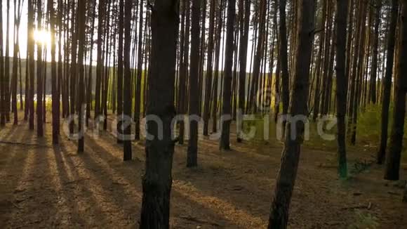 秋天的森林全景视频的预览图