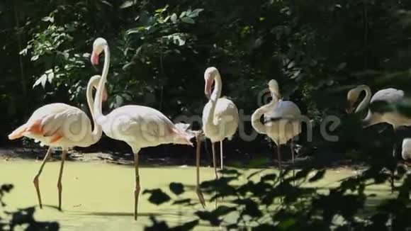 阳光明媚的一天一群火烈鸟站在湖湿地视频的预览图
