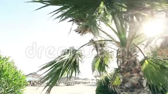 棕榈树在风中摇曳映衬着美丽的海浪和蓝色的晴空生长在异国情调的热带植物视频的预览图