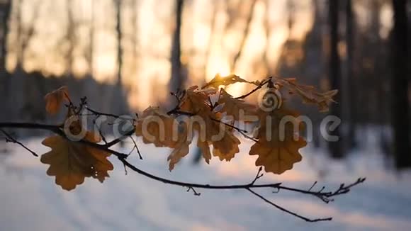 日落时树上干燥的橡树叶视频的预览图