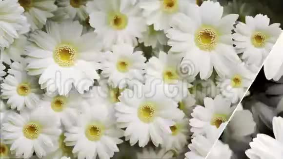 花的背景带有滑动效果的黛西视频的预览图