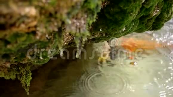 慢动作水滴落石覆盖苔藓视频的预览图