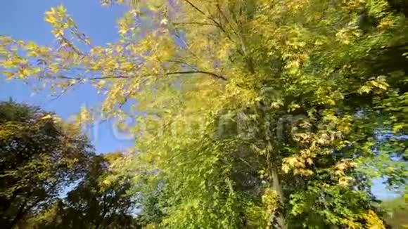 秋天的公园里有五颜六色的美丽树木秋天的黄叶在阳光明媚的日子里太阳的光芒穿过视频的预览图