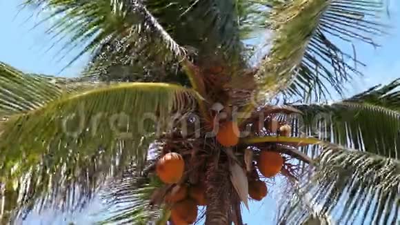 椰子棕榈树的顶端视频的预览图