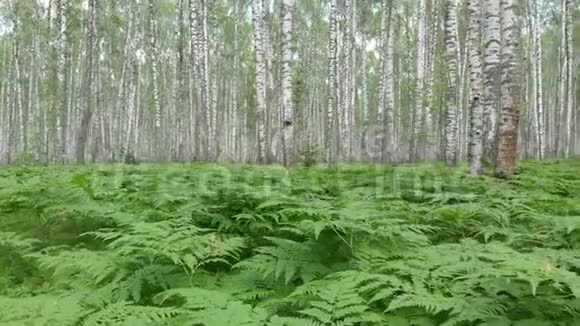 穿过白桦林带有行走感觉的摄影机运动视频的预览图