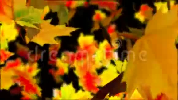 秋天的落叶摘要可循环背景视频的预览图