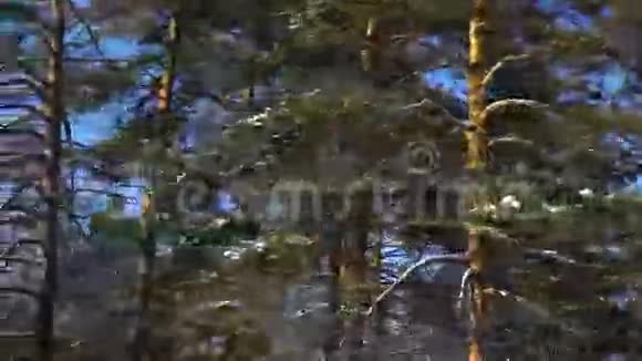 从移动的汽车或火车的窗口拍摄冬季森林amera经过树木灌木松树覆盖着视频的预览图