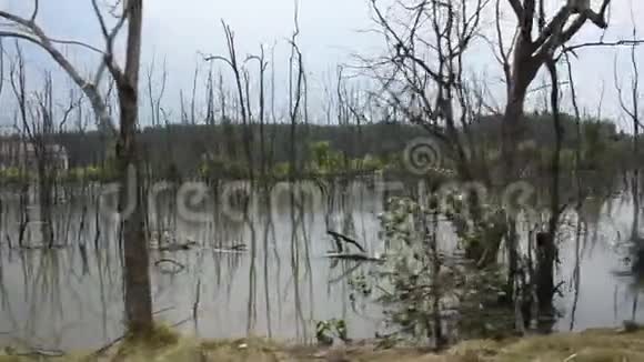 在脏水塘中枯死的树木景观视频的预览图