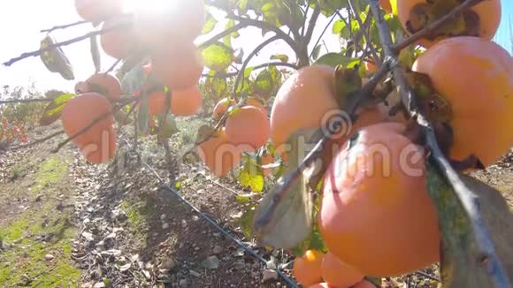 合上树上的柿子果胎中的柿子带新鲜柿子水果的花园视频的预览图