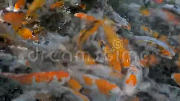 鲤鱼在上面游泳视频的预览图