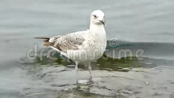 海鸥站在海中的一块石头上视频的预览图