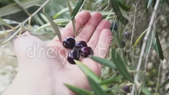一个人的手在触摸一些附着在树上的橄榄果实视频的预览图