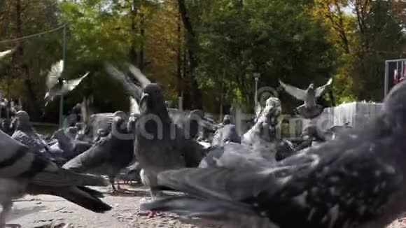 灰鸽子飞在阳光明媚的广场上漫步视频的预览图