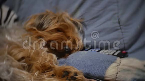 毛茸茸的老狗睡在电视遥控器旁边的沙发上宠物狗在室内毛茸茸的慢动作视频视频的预览图
