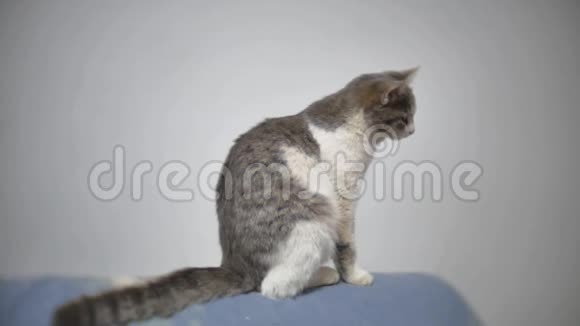 灰色沙发上的漂亮猫关闭室内宠物慢动作视频视频的预览图