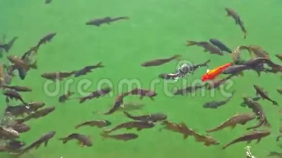 鱼儿在池塘里游着绿水和红鱼视频的预览图
