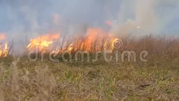大火蔓延到森林草原在自然的火焰中燃烧干草视频的预览图