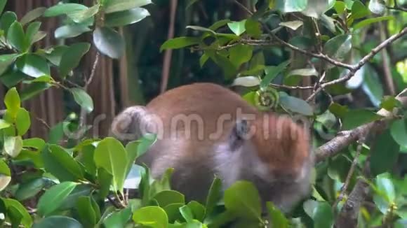 长钉猕猴食叶视频的预览图