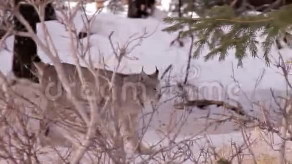 雪林中的野生阿拉斯加视频的预览图