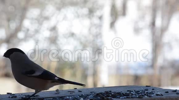 雌牛雀在喂鸟时吃葵花籽视频的预览图