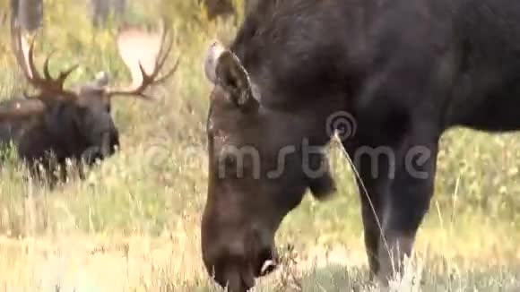 希拉斯牛和牛麋视频的预览图