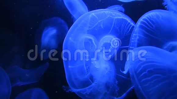 许多水母在蓝色的光线下在水里游泳视频的预览图