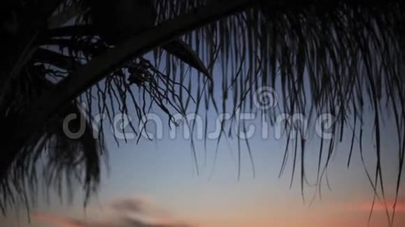 热带海域椰子棕榈树叶的日落景色1920x1080视频的预览图