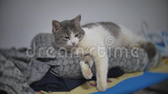 猫睡觉打哈欠放松宠物在熨衣板慢动作视频室内生活方式视频的预览图