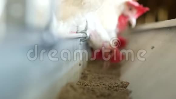 家禽养殖场饲养鸡和蛋鸡啄食饲料特写农场母鸡混合饲料视频的预览图