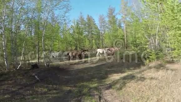 使你的马在大自然中放牧全高清视频的预览图