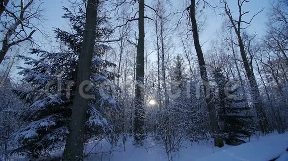 橡树冬林中的雪景大自然美丽的背景视频的预览图