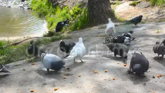 用面包喂养鸽子一群鸟在飞走视频的预览图